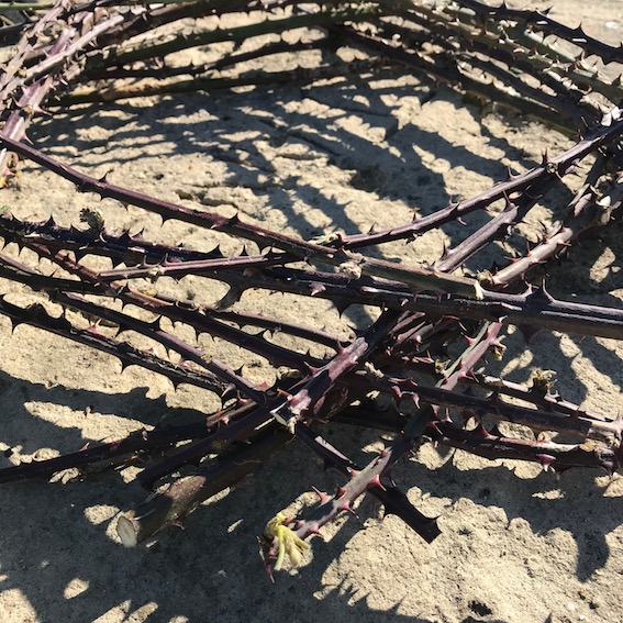 structure made from thorny sticks