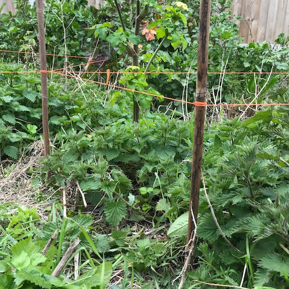 Nettles growing in a garden