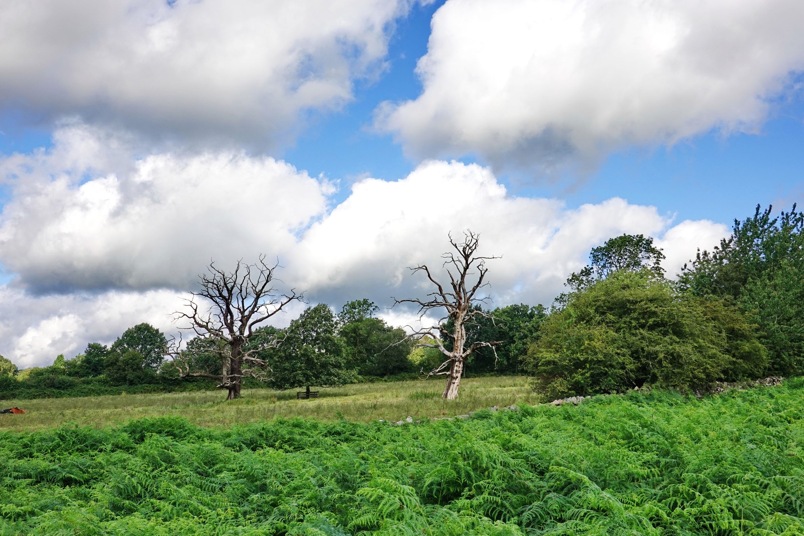 landscape with trees