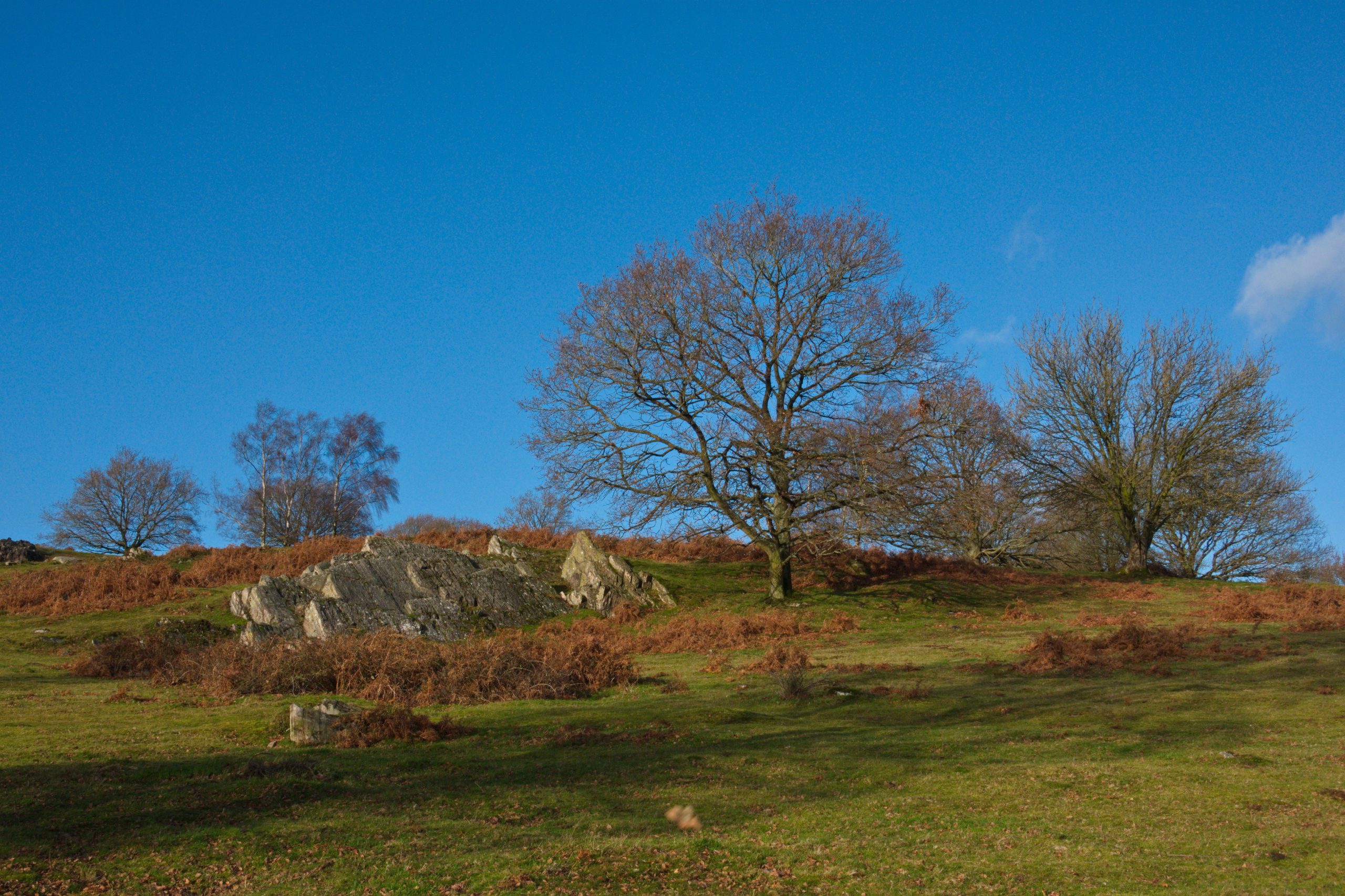 landscape with blue sky and trees