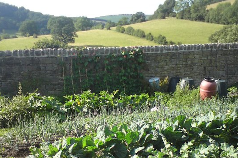 Rows of plants in an unofficial allotment in a countryside setting