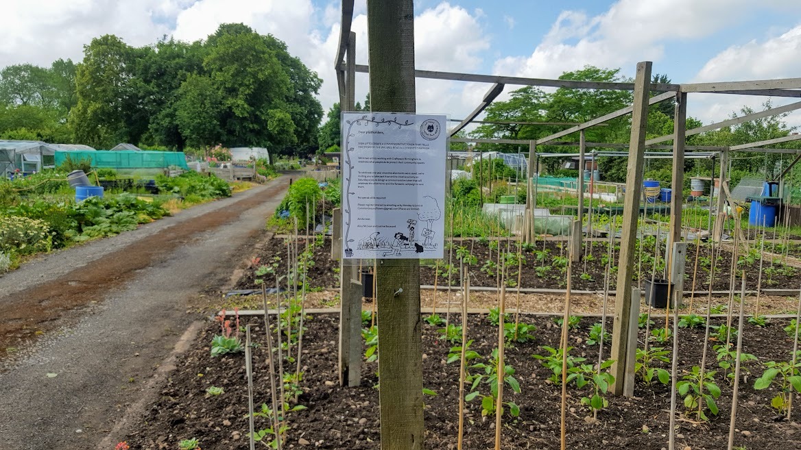 Plants growing in an allotment