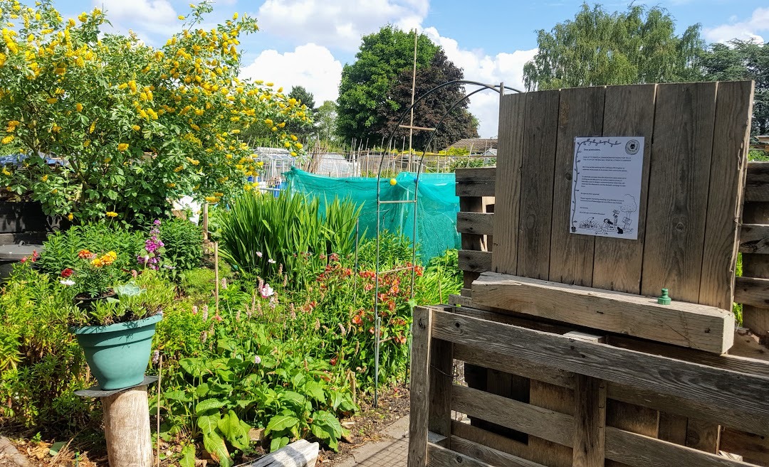 Plants growing in an allotment