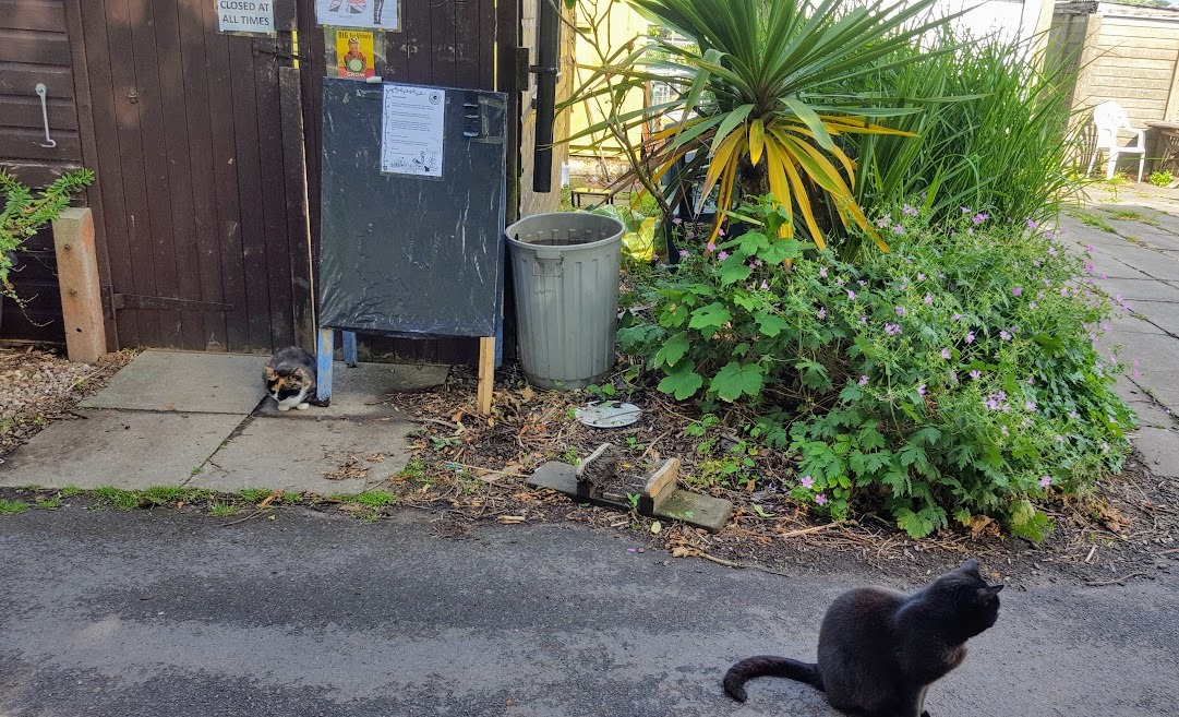 Cat in allotment