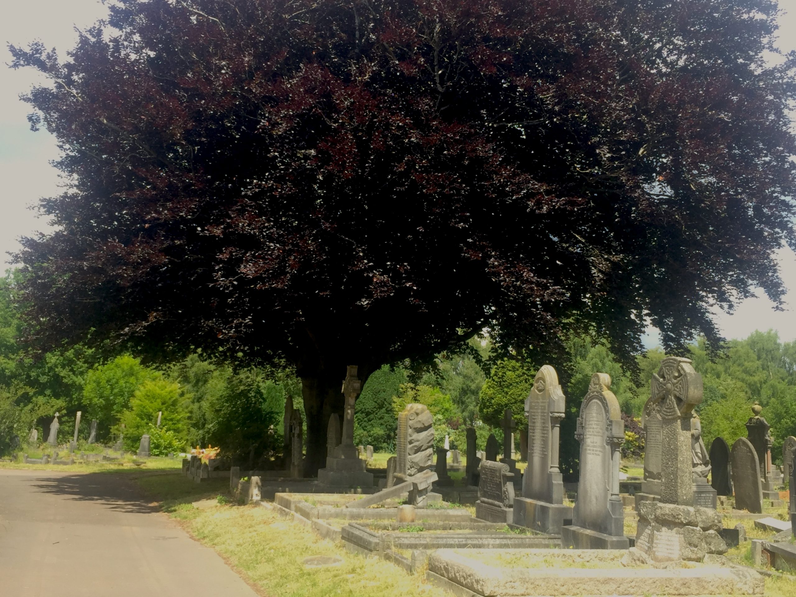 Large trees in a cemetery