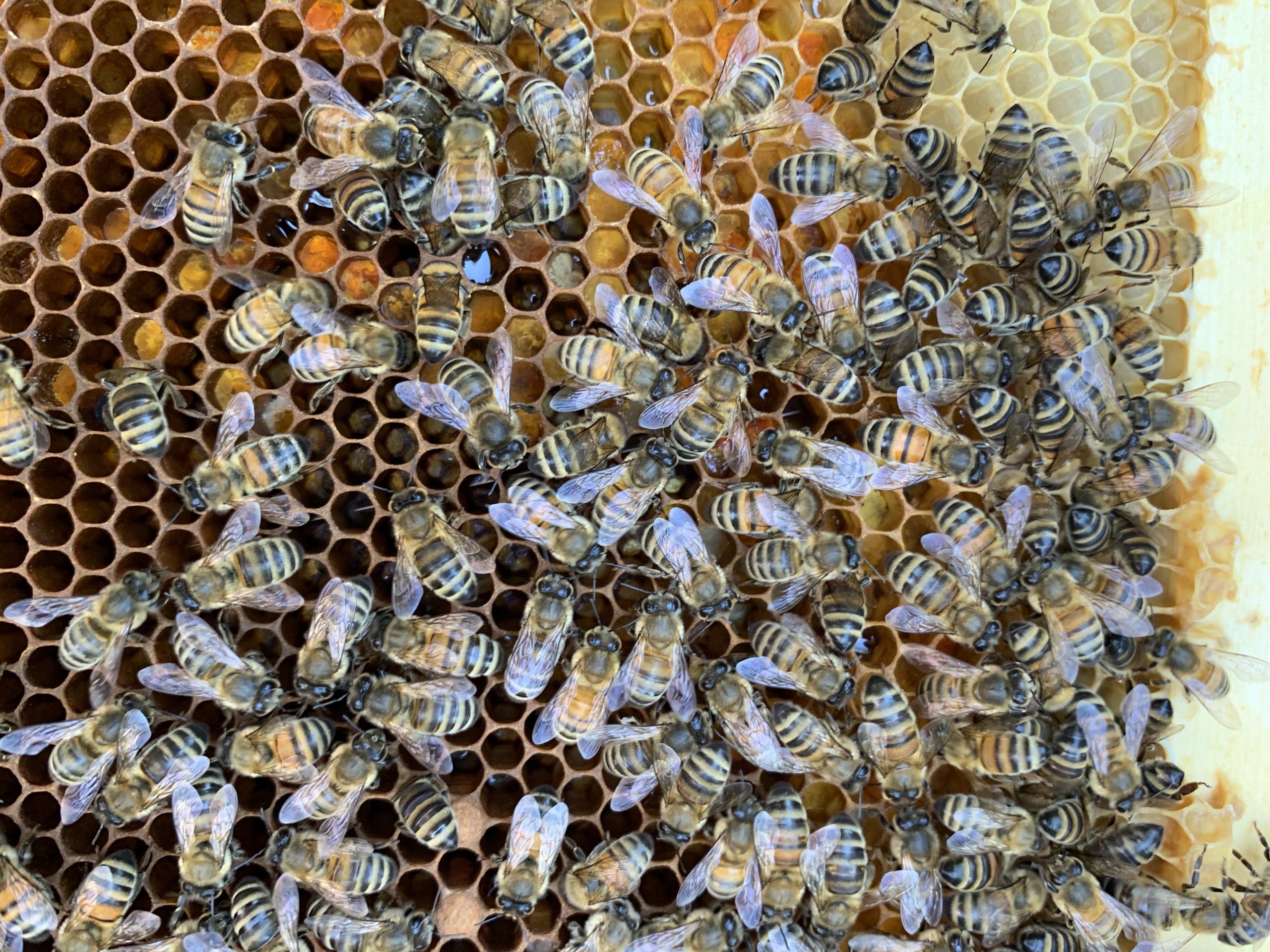 bees on honeycomb